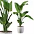 Exquisite Strelitzia Plants Collection 3D model small image 1