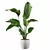 Exquisite Strelitzia Plants Collection 3D model small image 3