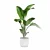 Exquisite Strelitzia Plants Collection 3D model small image 4