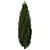 Fine Cupressus Tree: Close-up & Far Rendering 3D model small image 3