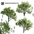 3 Paulownia Tomentosa Trees 3D model small image 1