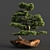 Bonsai03: Realistic 3D Plant Model 3D model small image 6