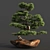 Bonsai03: Realistic 3D Plant Model 3D model small image 7