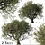 Mediterranean Duo: 2 Olive Trees 3D model small image 1