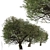 Mediterranean Duo: 2 Olive Trees 3D model small image 5