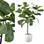 Ficus Lyrata Terrazio Pot 3D model small image 1