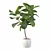 Ficus Lyrata Terrazio Pot 3D model small image 2