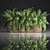 Tropical Plant Collection 3D model small image 1