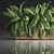 Tropical Plant Collection 3D model small image 2