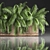 Tropical Plant Collection 3D model small image 4