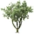 Speed Tree Model for Stunning Corona Renders 3D model small image 4