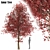 Amur Maple: Eastern Beauty 3D model small image 4