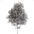 Amur Maple: Eastern Beauty 3D model small image 5