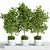 Outdoor Tree Plants 11 3D model small image 1