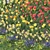 Flower Garden Paradise: Tulip, Narcissus, Muscari, Ficaria verna & Dandelion 3D model small image 3