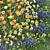 Flower Garden Paradise: Tulip, Narcissus, Muscari, Ficaria verna & Dandelion 3D model small image 5