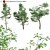 Alder Tree 3D Models & Textures 3D model small image 1
