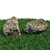 360 Degree Scanned Stones for Landscaping 3D model small image 4