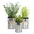 Fresh Herb Trio for the Kitchen 3D model small image 1