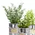 Fresh Herb Trio for the Kitchen 3D model small image 4