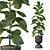 Lush Ficus Lyrata: 3D Plant Collection 3D model small image 1