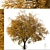Hangzhou Elm Tree Set (2 Trees) 3D model small image 4