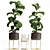 Tropical Plant Collection: Exotic Ficus Lyrata in Stylish Zara Home Pot 3D model small image 1