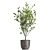 Exotic Plant Collection - Tropical Foliage for Indoor & Outdoor Decoration 3D model small image 4