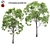 Eucalyptus Grandis Tree Duo: High-Poly Beauty 3D model small image 1
