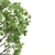 Eucalyptus Grandis Tree Duo: High-Poly Beauty 3D model small image 4