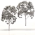 Eucalyptus Grandis Tree Duo: High-Poly Beauty 3D model small image 5