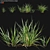 Elegant Pendulous Sedge - 3D Models 3D model small image 1