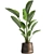 Tropical Plant Collection: Exotic Indoor & Outdoor Decor 3D model small image 5