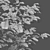 Carpinus Betulus: 3D Tree Model 3D model small image 2