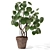 Trendy Pilea Peperomioides Set 3D model small image 1