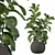 Ficus Lyrata: Exquisite Foliage in Felt Pot 3D model small image 1