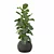 Ficus Lyrata: Exquisite Foliage in Felt Pot 3D model small image 5