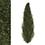 Cypress Tree 2 - Realistic 3D Model 3D model small image 2