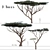 Savanna Acacia Tree Set (2 Trees) 3D model small image 1
