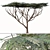 Savanna Acacia Tree Set (2 Trees) 3D model small image 2