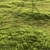 Garden Grass Variety Pack: Scattered Patterns & 3D Models 3D model small image 6