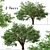 Dual Mountain Ash Trees: Natural Beauty for Your Landscape 3D model small image 1