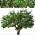 Dual Mountain Ash Trees: Natural Beauty for Your Landscape 3D model small image 2