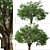 Dual Mountain Ash Trees: Natural Beauty for Your Landscape 3D model small image 3