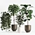 Lush Ficus Plant Collection 3D model small image 1