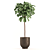 Lush Ficus Plant Collection 3D model small image 2