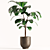 Lush Ficus Plant Collection 3D model small image 5