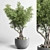 Indoor Bonsai Tree - Elegant Home Decor 3D model small image 1