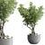 Indoor Bonsai Tree - Elegant Home Decor 3D model small image 3