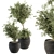 Botanical Bliss: Indoor Plant Set 206 3D model small image 1